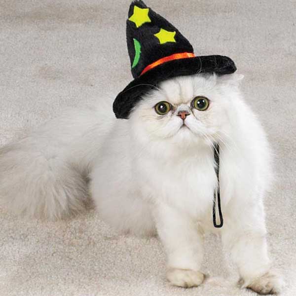 Zanies Halloween Witch Cat Hats - by Zanies
